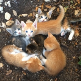 Rusty's Kittens