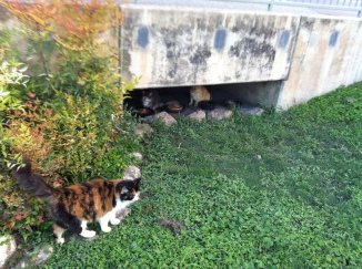 Tunnel kitties