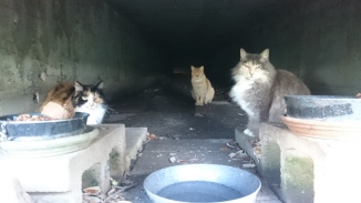 Tunnel Kitties