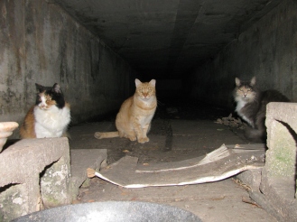 Tunnel kitties