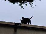 Lucifer and Sage on the roof, May 11, 2019